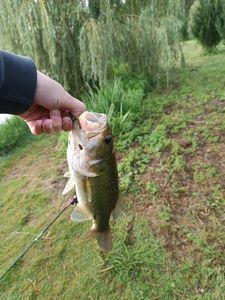 Largemouth Bass