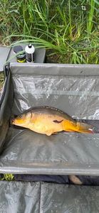 Leather Carp