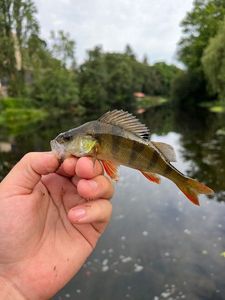 European Perch
