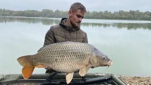 Common Carp