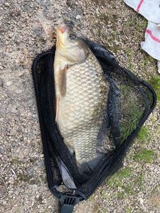Crucian Carp
