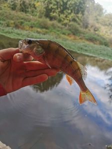 European Perch