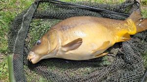 Mirror Carp