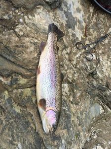 Rainbow Trout