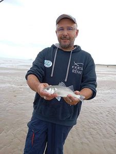 European Bass (Seabass)