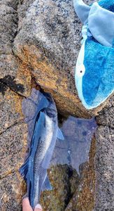European Bass (Seabass)