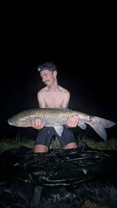 Grass Carp