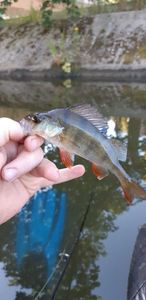 European Perch