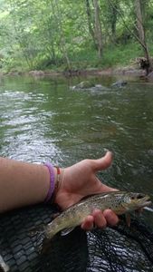 Brown Trout
