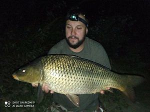 Common Carp