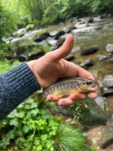 Brown Trout