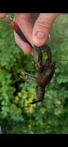 Red Swamp Crayfish