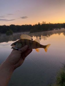 European Perch