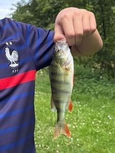 European Perch