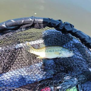 Largemouth Bass