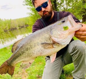 Largemouth Bass
