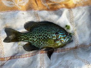 Green Sunfish