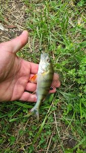 European Perch