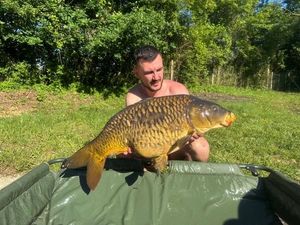Common Carp