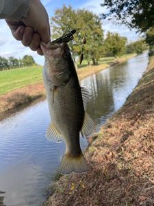 Largemouth Bass