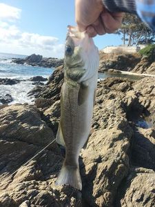 European Bass (Seabass)