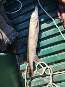 Northern Pike