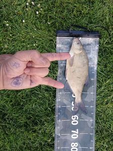 Common Bream