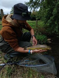 Brown Trout