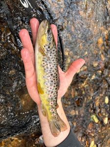 Brown Trout