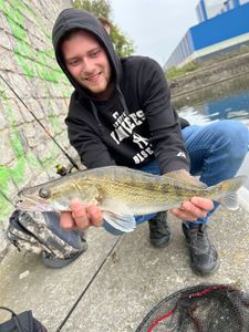 Zander