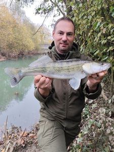 Zander