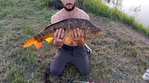 Mirror Carp