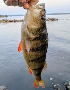 European Perch