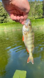 European Perch