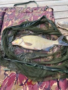 Common Bream