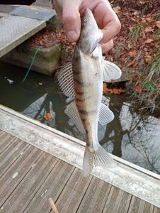 Zander
