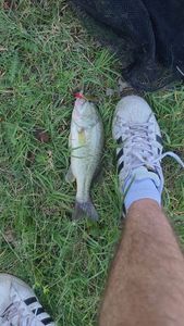 Largemouth Bass
