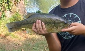 Smallmouth Bass