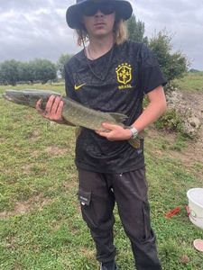 Northern Pike