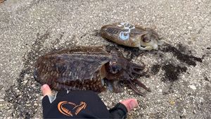 Common Cuttlefish