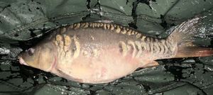 Mirror Carp