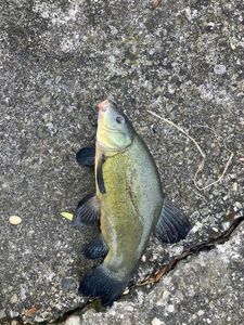 Tench