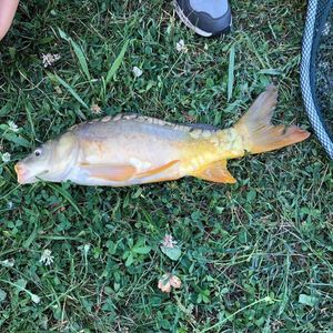 Mirror Carp