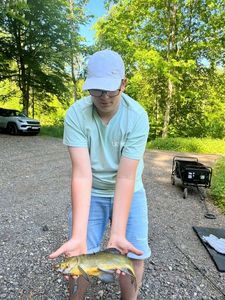Tench