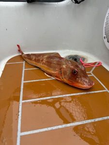 Grey Gurnard