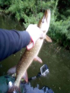 Northern Pike caught by Fishing Berg