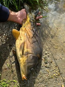 Mirror Carp