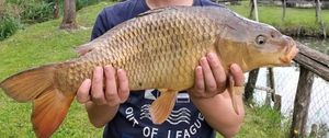 Common Carp