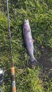 Rainbow Trout