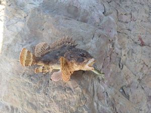 Brown Scorpionfish
